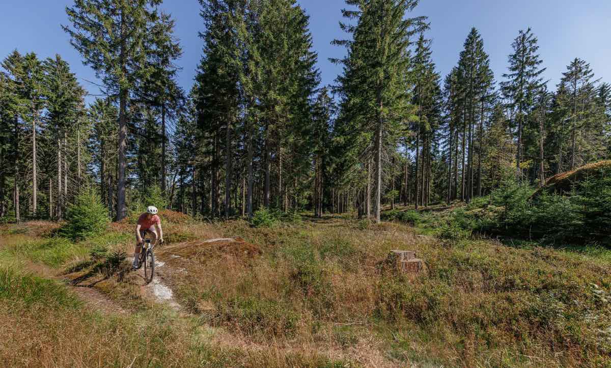 CUBE Gravel Bikes 2027: Fahrt über einen schmalen Pfad durch eine sonnige Waldlichtung